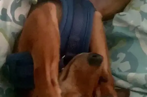 Lost Fawn Min Pin Mix: Millie in Maine