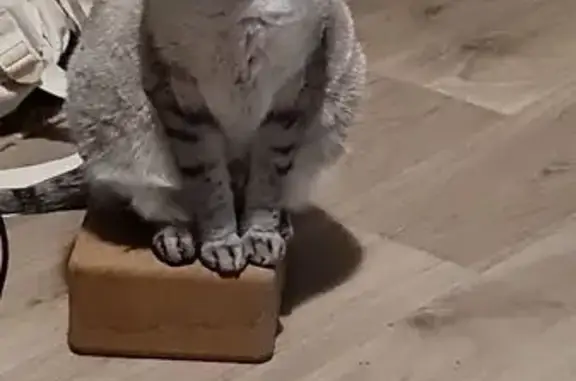 Chat perdue beige rayée, yeux bleus, Billère - photo