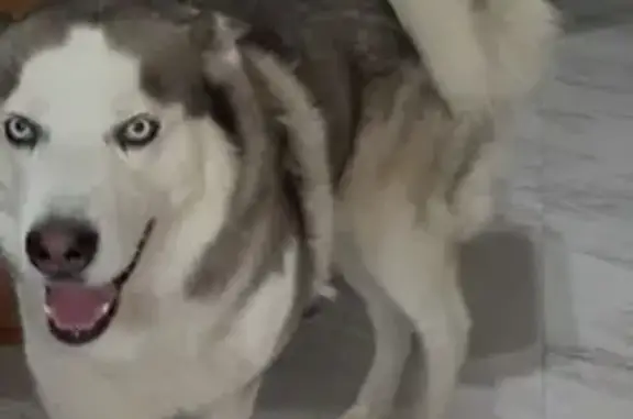 Lost Dog: One Ear Down, Curled Tail