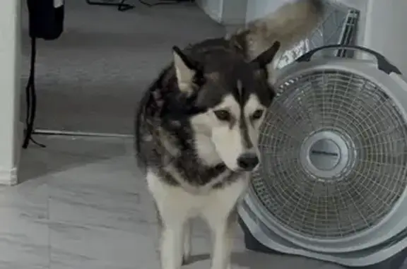 Lost Dog: Black & White, Brown Eyes, 5615