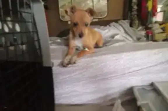 Lost pets Missouri City, photo: Lost Chihuahua: Tan & White in St. Joseph