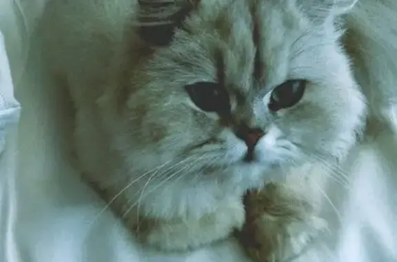 Lost White Persian Cat: Parys...
