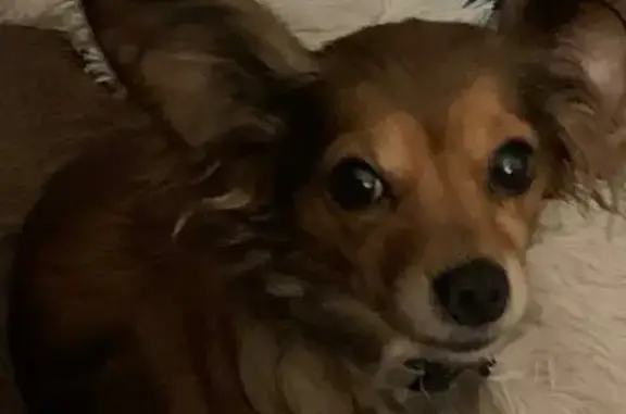 Lost Brown Dog: Call 281-541-0076