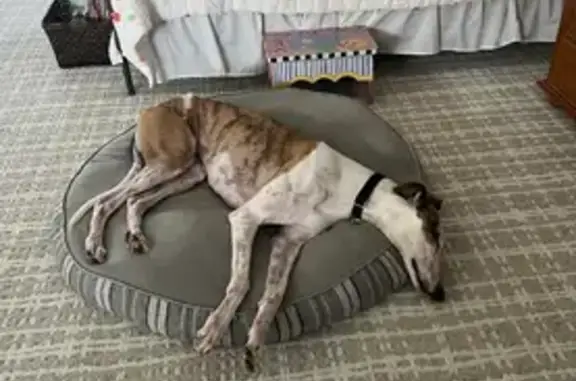 Lost Dog Vates: White with Brindle Spots