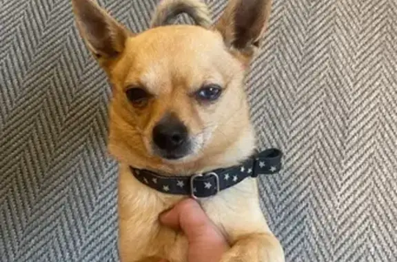 Chien trouvé Opio, photo: Chien type Chihuahua trouvé à Opio