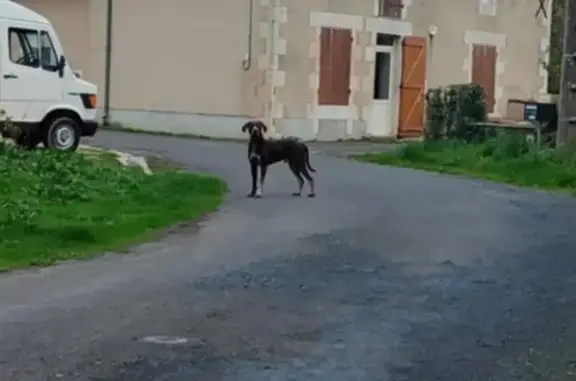 Animaux trouvés , photo: Chien marron errant trouvé à Château-Larcher