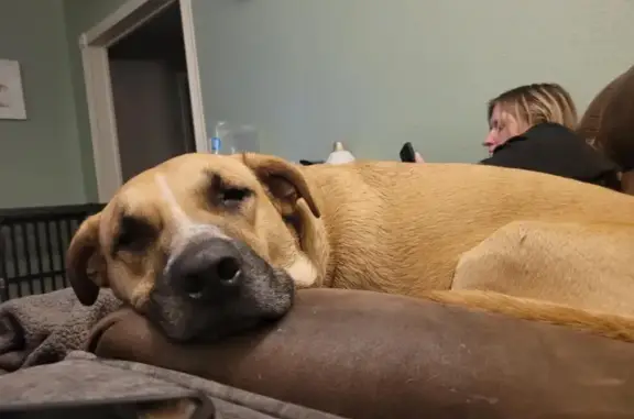 Lost Tan Dog with Blue Collar in Tahlequah