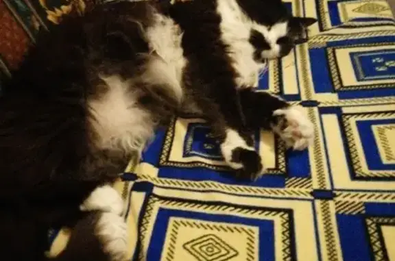 Animaux perdus Châlette-sur-Loing, photo: Chat libre perdu, âgé, blanc et noir