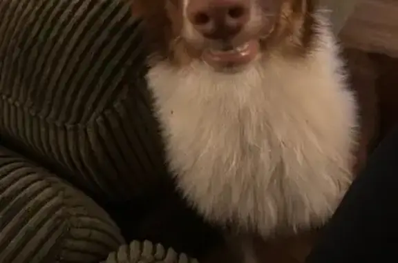 Help Find Ducky: Missing Aussie in Mannford