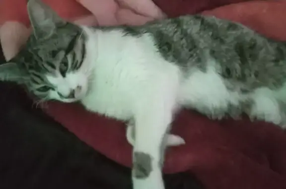 Chat perdu près de Notre-Dame, Paris - photo