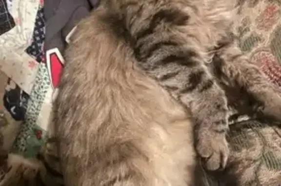 Help Find Rudy: Friendly Gray Cat Lost