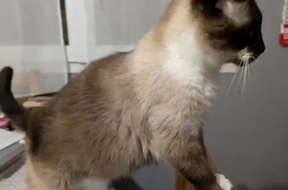 Chat perdu : Félix, croisé siamois à Guilers - photo