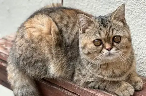 Búsqueda de mascotas, foto: ¡Gato Perdido en El Molar! Ojos Avellana