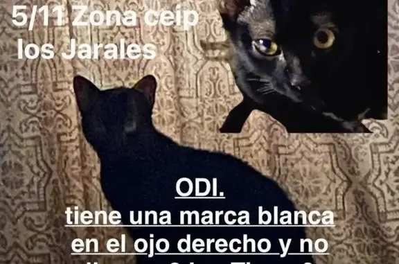Se busca: Gato negro perdido en Benagalbón