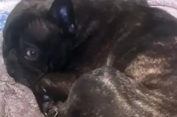 Lost Brindle Dog w/ Medical Needs - Reward!