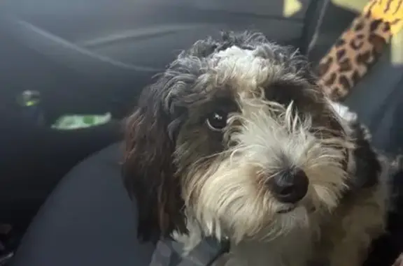 Lost and found pets Mesa, photo: Found: Older Black & White Dog in Mesa