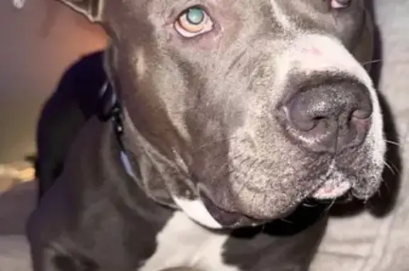 Lost and found pets , photo: Lost Blue Pitbull in Cottondale, AL