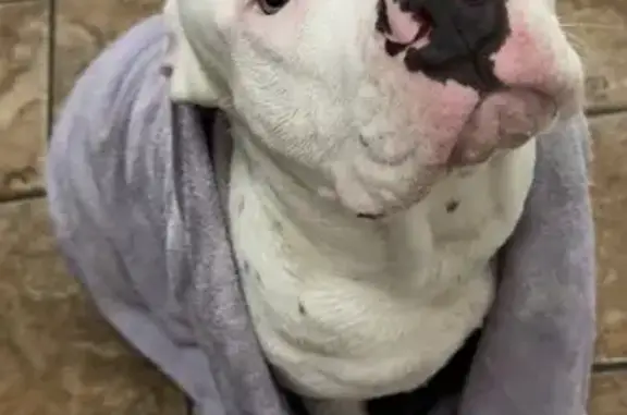 Lost and found pets , photo: Lost Dog: White with Spots in Cottondale