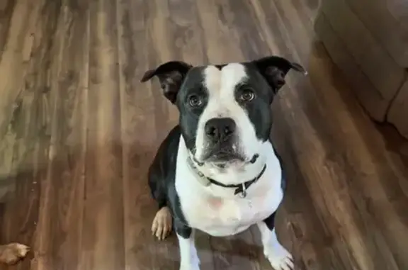 Lost Male Dog: Black/White, Green Collar