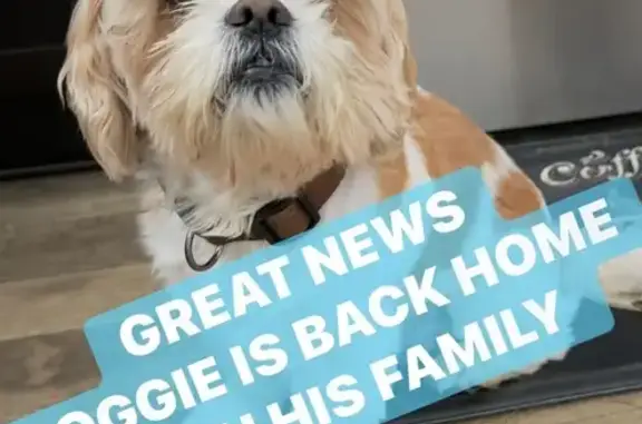 Found: Small White & Tan Dog in Little Rock