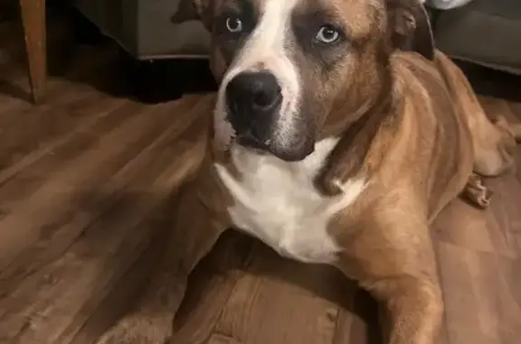 Lost Dog: Brown & Black, Red Collar