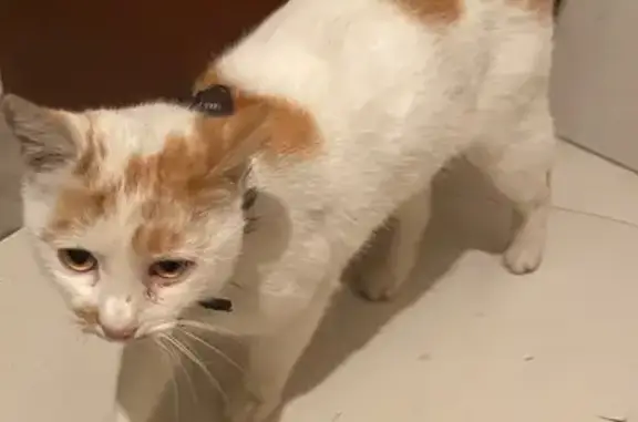 Знайдена кішка з рожевим ошийн...