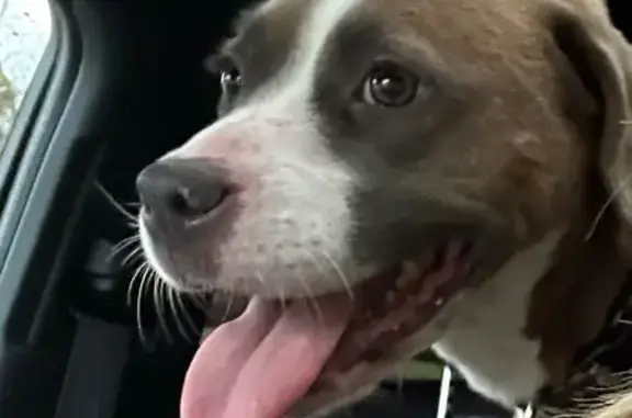 Found pets Akron, photo: Sweet Found Dog: Brown & White Beauty