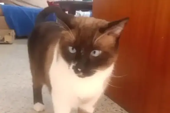 ¡Gato siamés perdido en Rota, Andalucía!