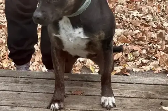 Lost and found pets Forest Lake, photo: Found Female Dog on 3rd Ave, Forest Lake