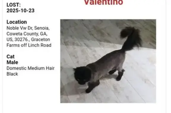 Lost Fluffy Black Cat on Noble View Dr