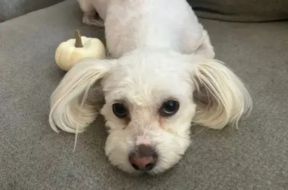 Found dog Henderson, photo: Found Female Dog: Saint Rose Pkwy