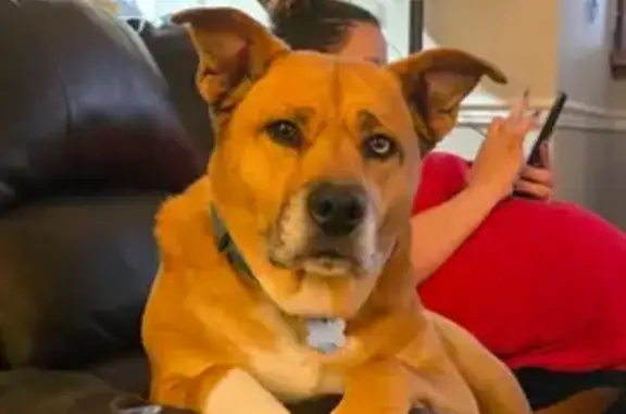 Lost Dog: Unique Eyes, Blue Collar