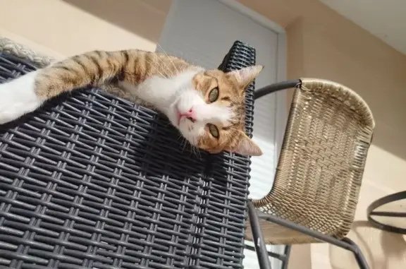 Chat roux tigré perdu à Frangy - photo