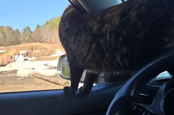 Missing cat Chester, photo: Missing Cat: Suki Last Seen Near Pinnacle