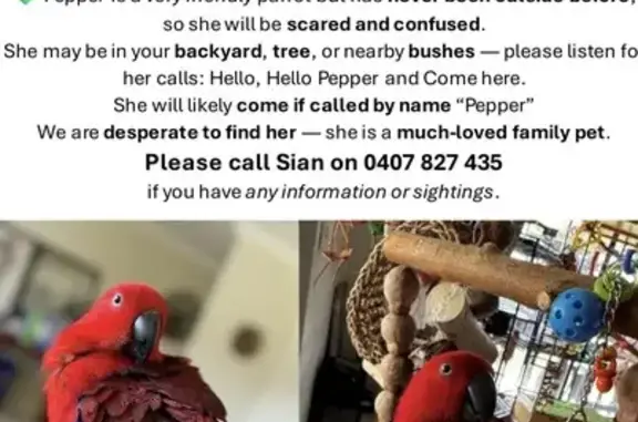 Lost Eclectus Parrot: Red & Bl...