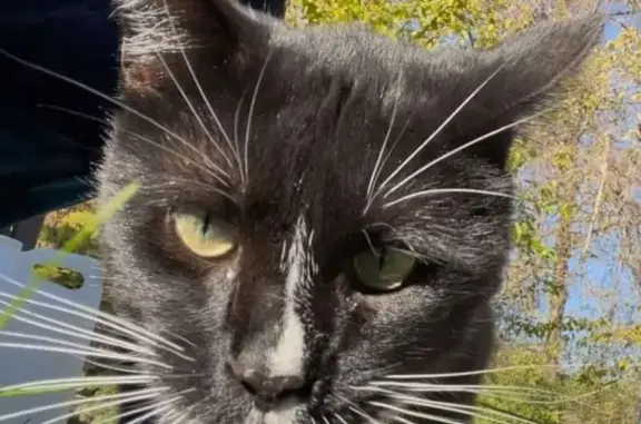 Found: Friendly Tuxedo Cat in...