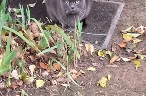 Animaux trouvés , photo: Chat gris peureux trouvé à Saint-Germain