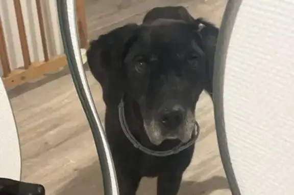 Chien trouvé , photo: Chienne noire âgée trouvée à Plombières