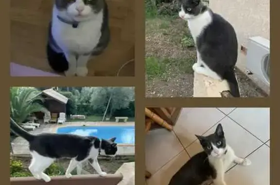 Chat perdu, gris et blanc, Colomiers - photo