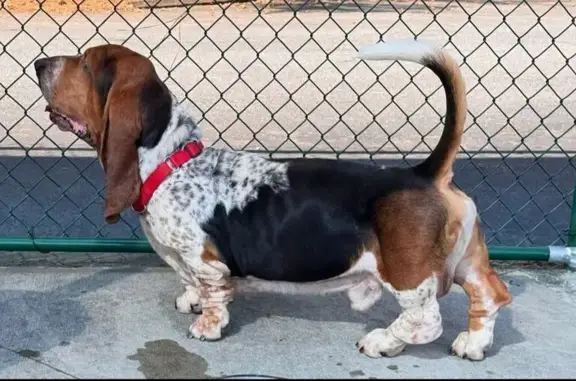 Lost Basset Hound: Watts Rd, Mineral Bluff