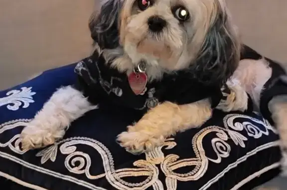 Lost Shih Tzu in Miami: Tri-Color Female