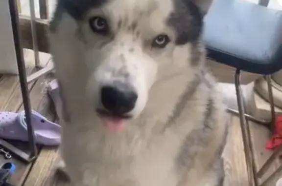 Lost Dog Alert: Intervale St, Boston