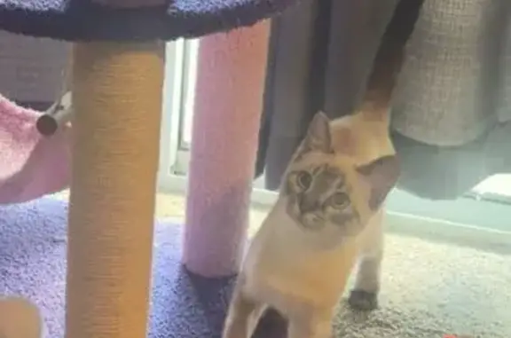 Lost Cat: White with Brown Paws in Peoria