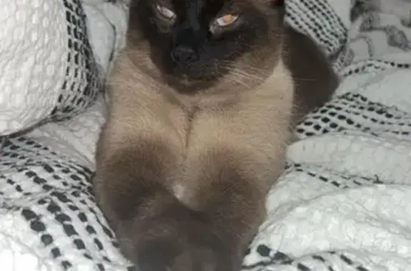 Lost Dark Siamese Cat on Thorngate Rd