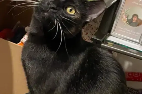 Lost Cat: Black with White Spots, Tucson