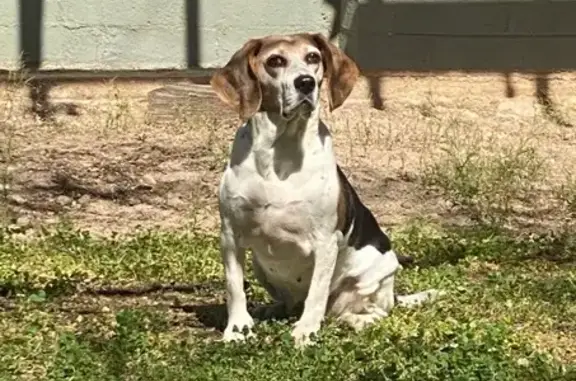 Lost Tri-Color Beagle in Tucson Area