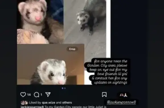 Lost Light Grey Cat 'JULIET' in Garden City