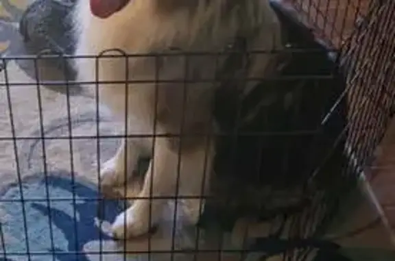 Lost: Skittish Long-Haired Dog in Newmarket