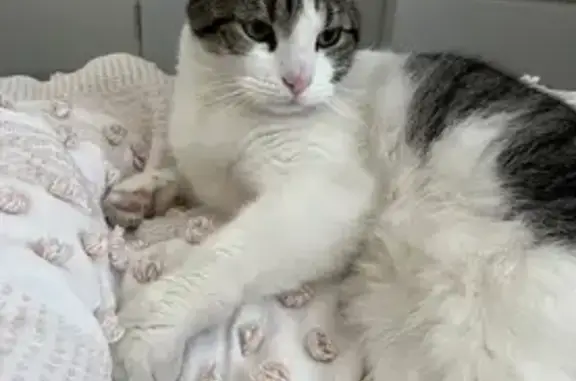 Missing cat Cockburn, photo: Lost Cat: Friendly White & Tabby in Cockburn