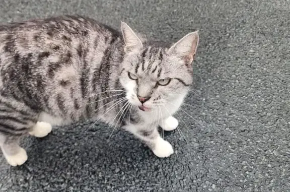 Animaux trouvés Nouvelle-Aquitaine, photo: Chat trouvé à Anglet, légèrement blessé
